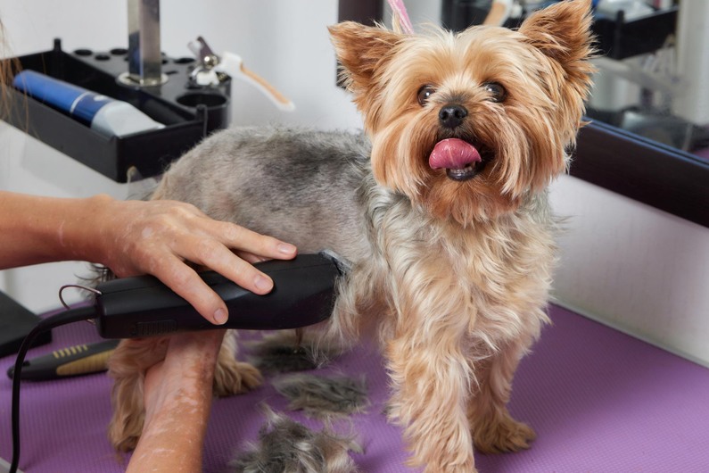 Пособия за сресване и постригване