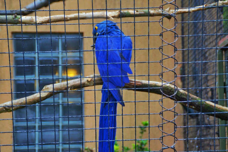 Клетки и стойки пригодени животни