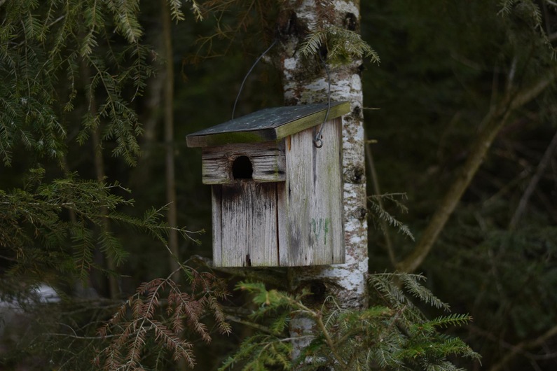 Къщички пригодени за прилепи