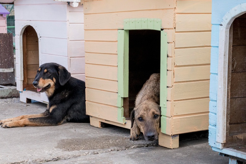 клетки за малки животни
