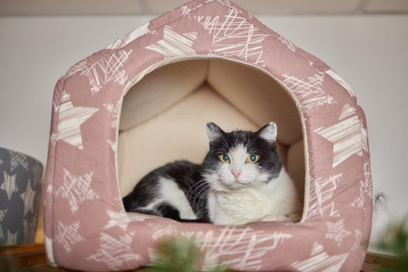 Легла за котки