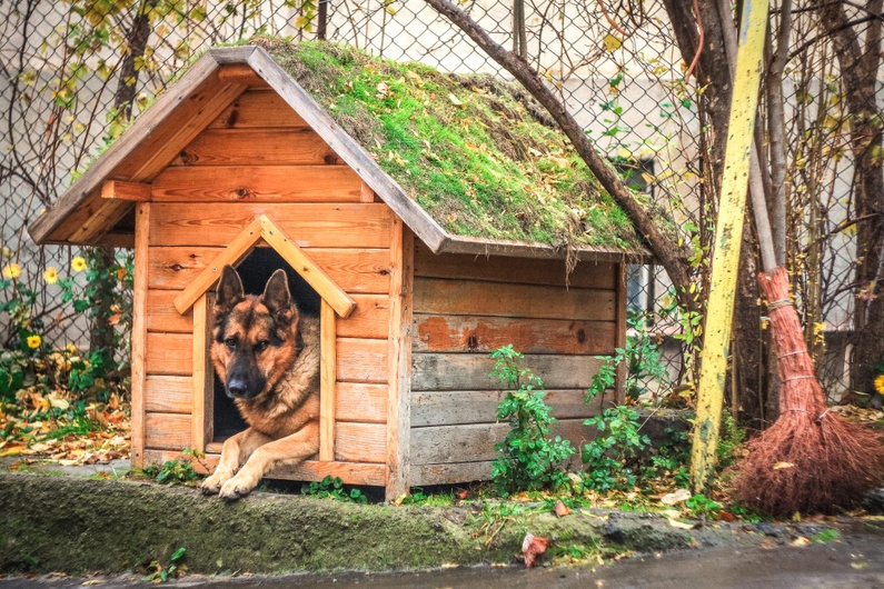 Кучешки къщички