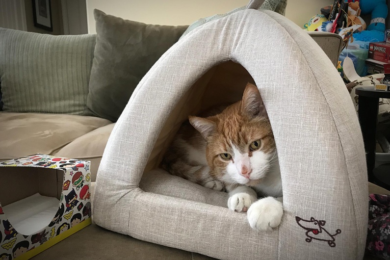 легълца за котки