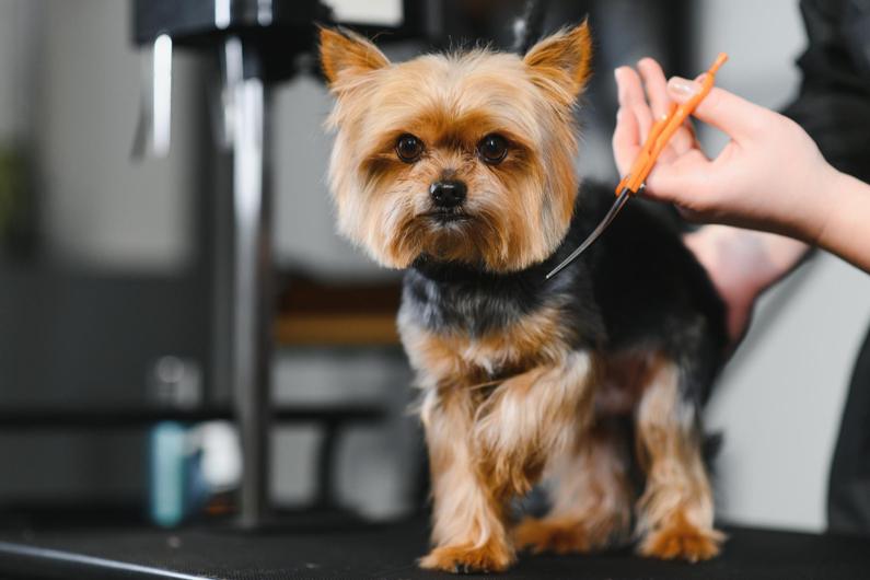 Пособия за постригванеи сресване