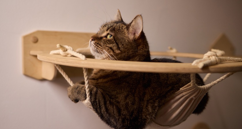 котешка катерушка дома в