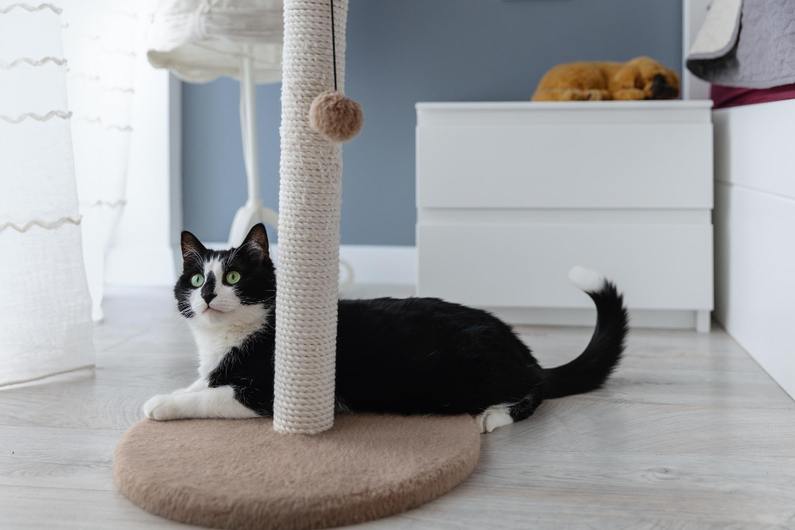 вижте драскалки пригодени за котки