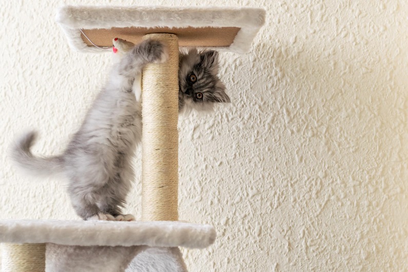 Изберете дърво за котки