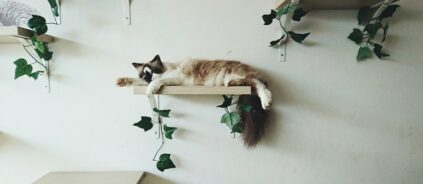 котешките катерушки играчки и други