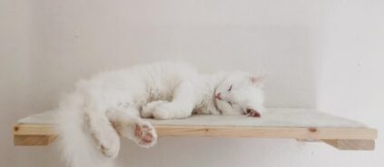 котешка катерушка домашна