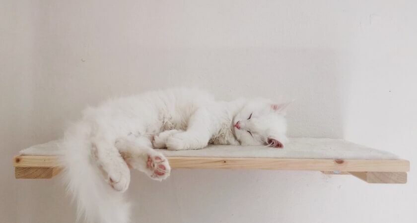 котешка катерушка домашна