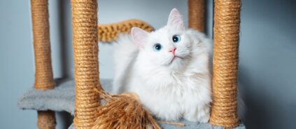 котешка катерушка 2