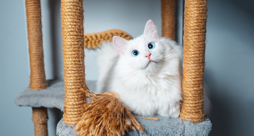 котешка катерушка 2