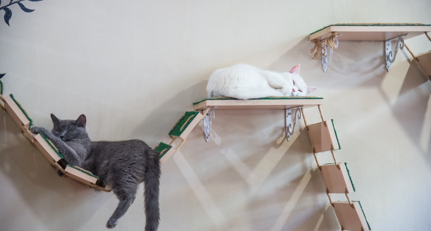 котешки катерушки 2