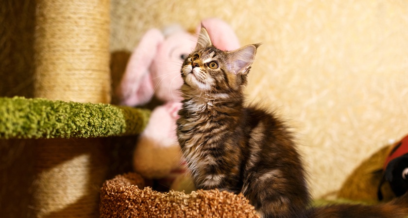 котешките катерушки 2