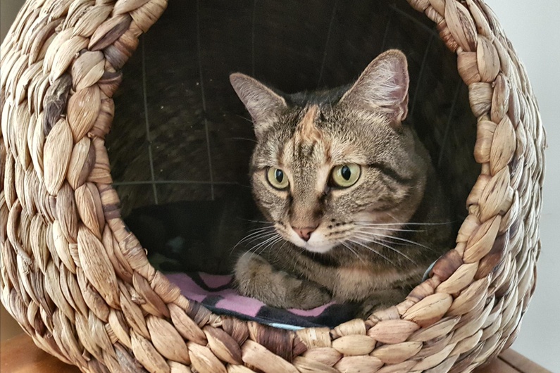 Вижте чанти и клетки за вашия любимец