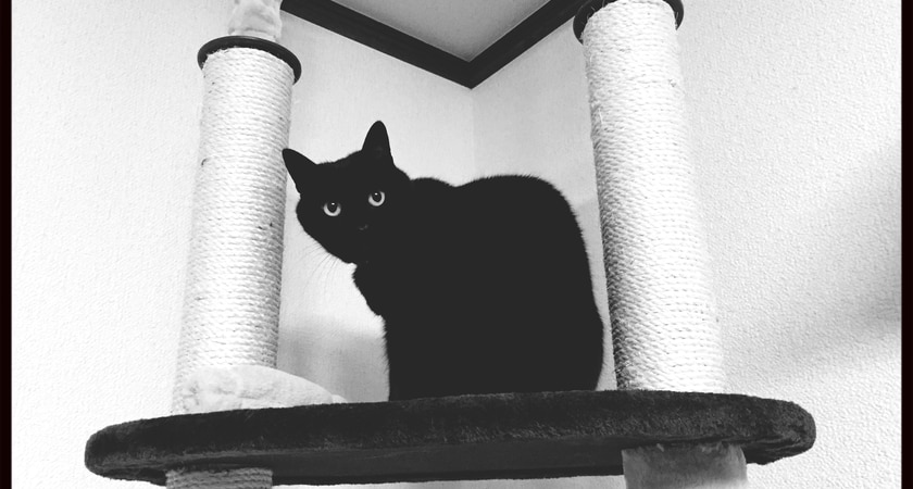 катерушка котешка в дома