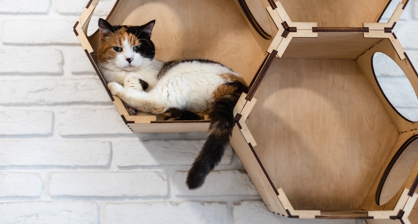 катерушка котешка състояние в добро