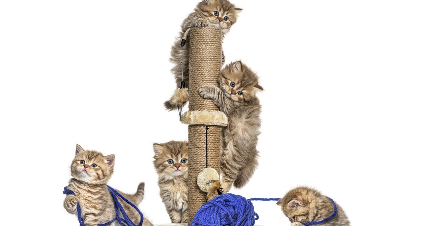 катерушки котешки 1