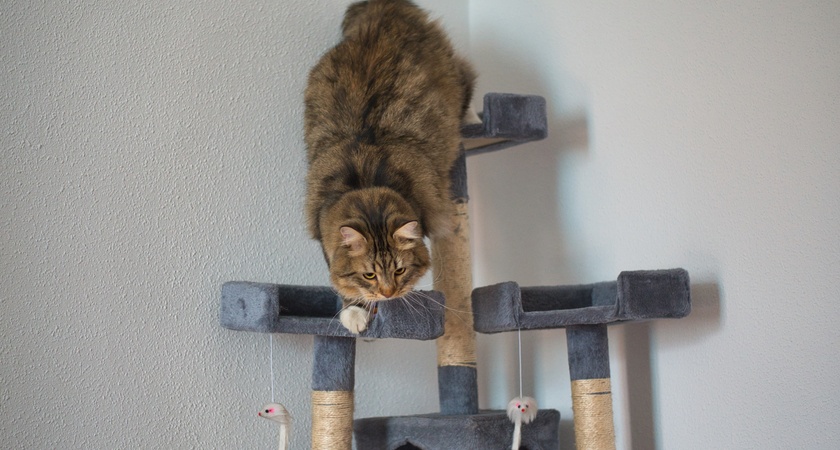 катерушки котешки за малки