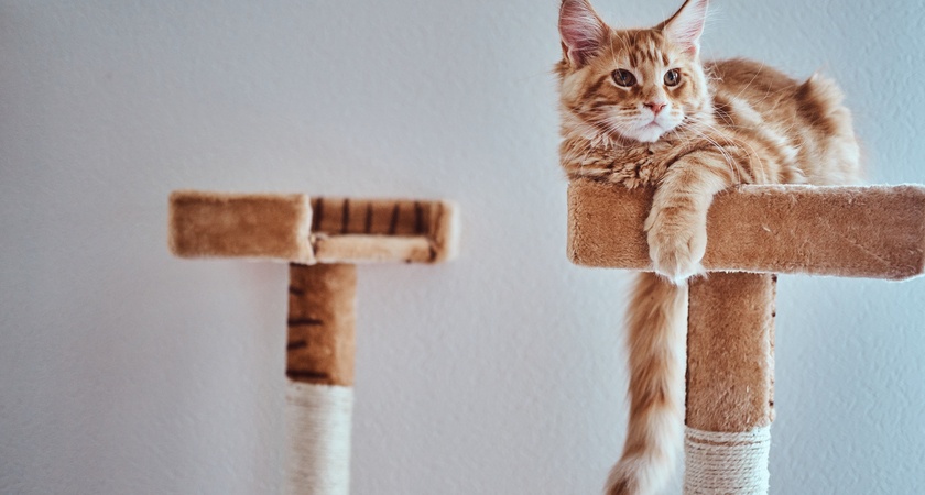 катерушки котешките 1