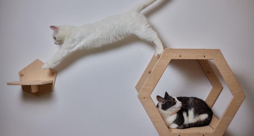 катерушки помагат котешките