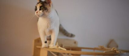 котешки катерушки малки за