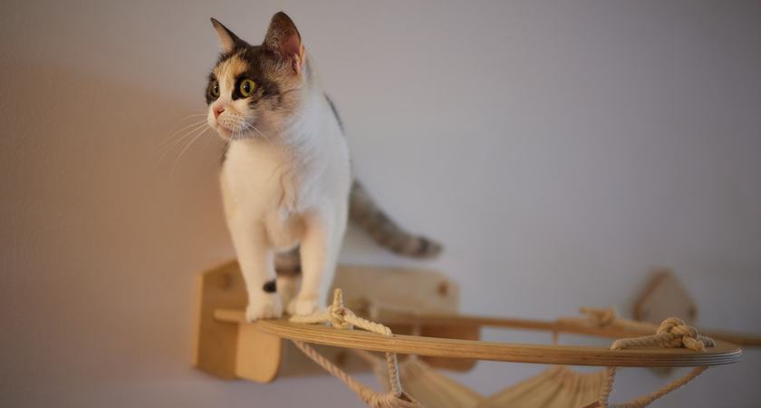 котешки катерушки малки за