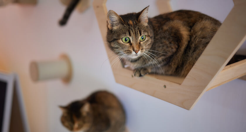 котешка катерушка състояние в добро